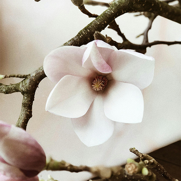 Vela de Flor de Cerezo - Imagen 4