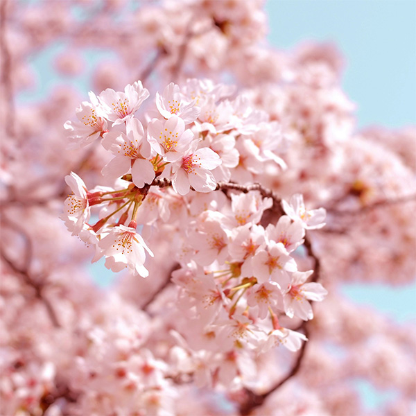 Vela de Flor de Cerezo - Imagen 2