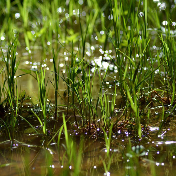 Tableta melt de Tierra húmeda - Imagen 2